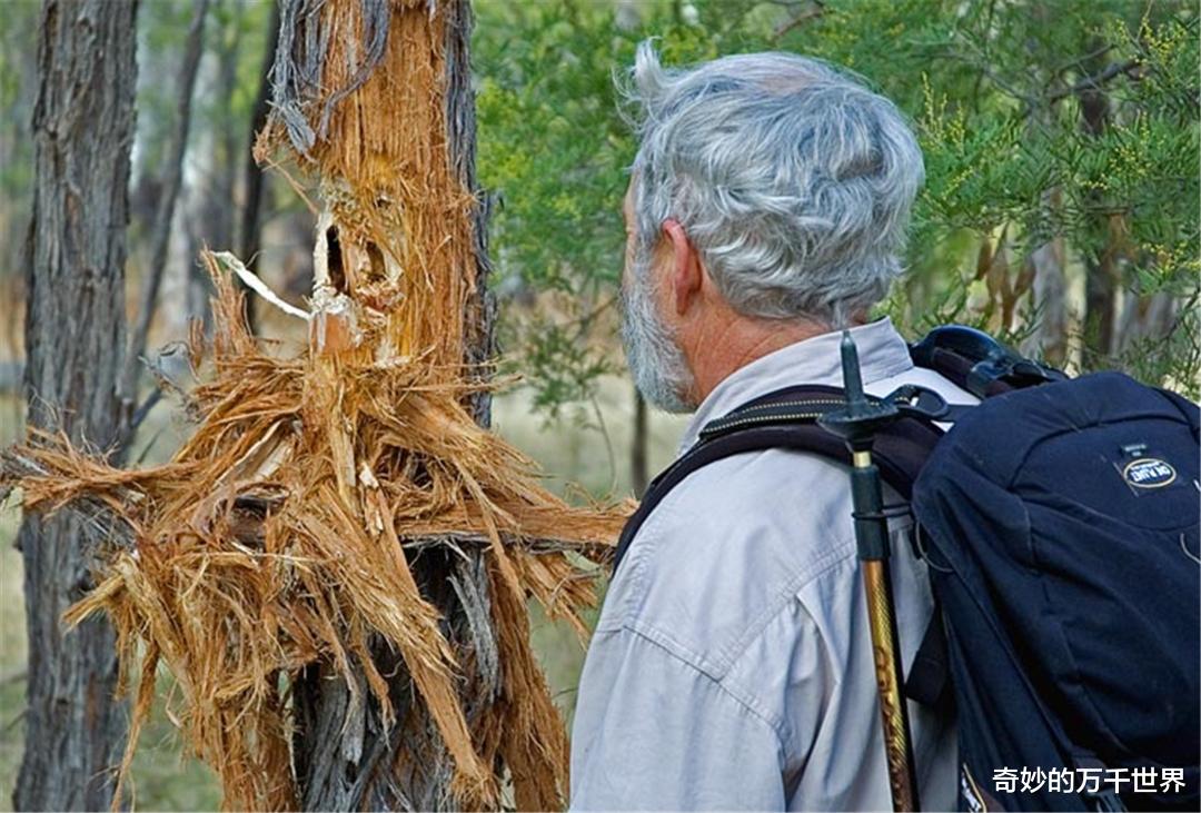凤头鹦鹉 谁是伤害这些树木的“真凶”？ 不是啄木鸟，啄木鸟不会这么粗暴