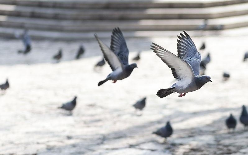 鸽子 研究表明：鸽子飞行转弯主要用身体而非翅膀