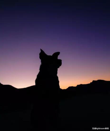 聊聊|聊聊黑色宠物照摄影技巧，这篇内容让你拍好黑色宠物主题照！