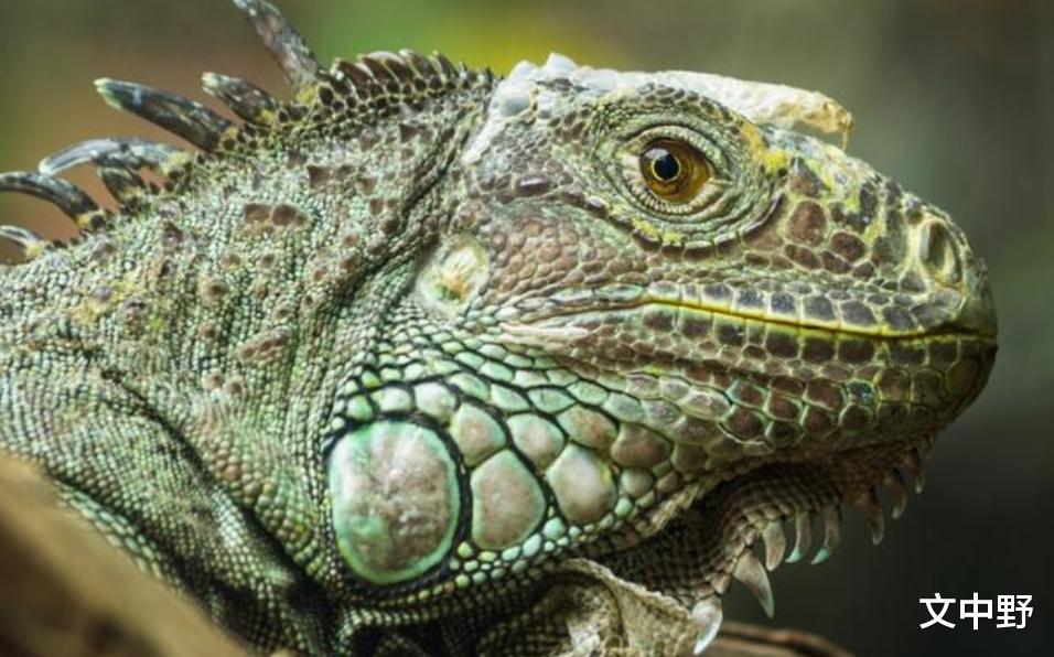 文中野|“锁龙井”真的只锁住了龙?