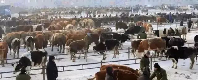 年底牛出栏后,什么时候买牛最便宜?