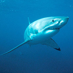 虎鲸 世界上10大海洋生物，蓝鲸只能排第2，第1名没想到是它！