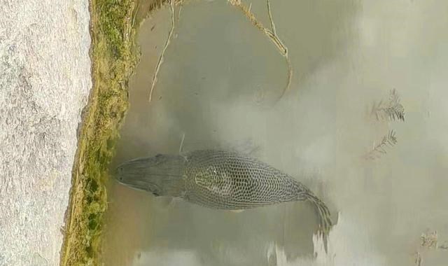 教教你家娃|浙江一景观湖水面浮现大型掠食鱼，目击者：有一米长，想钓它起来