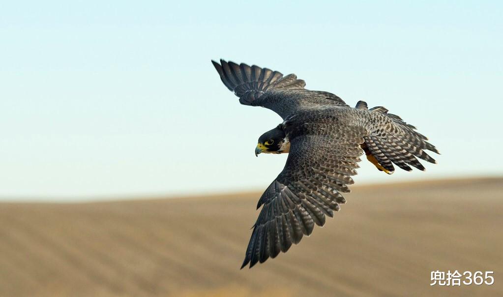 兜拾365 江苏六合一村民家小狗叼回怪鸟，民警立即赶往现场，到底是什么？