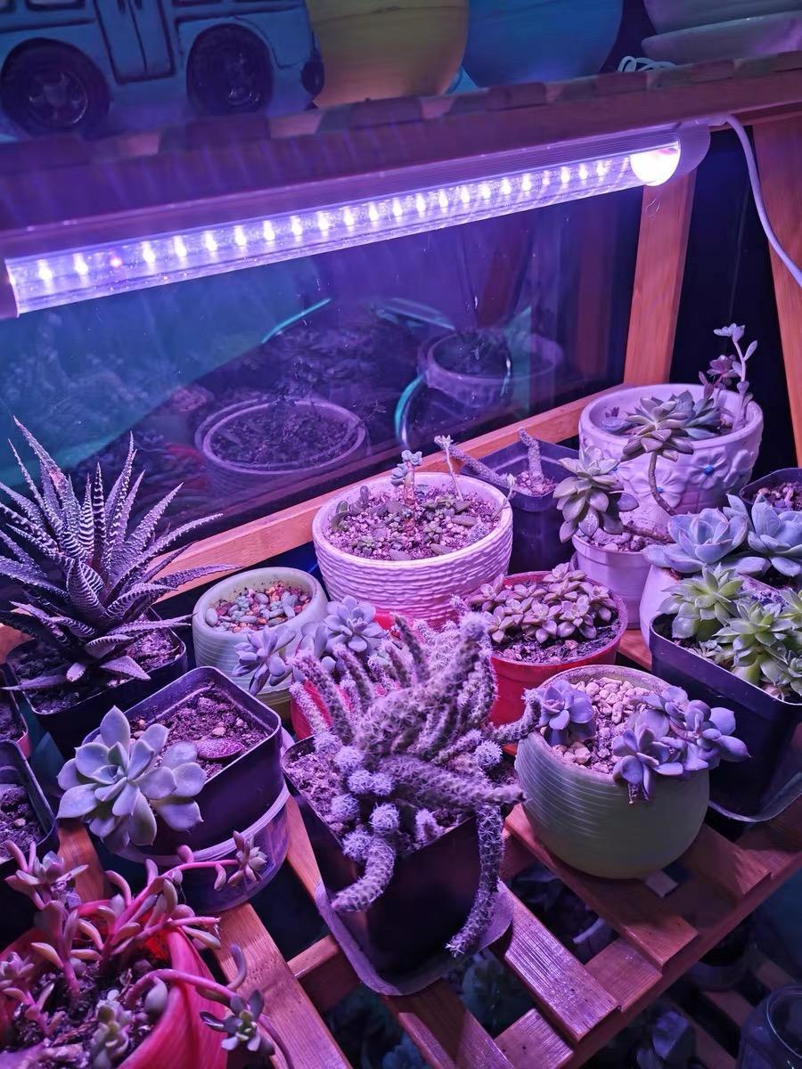 向阳园艺 灯没白买，电费没白花，养多肉不惜花费重金，1个月电费200块