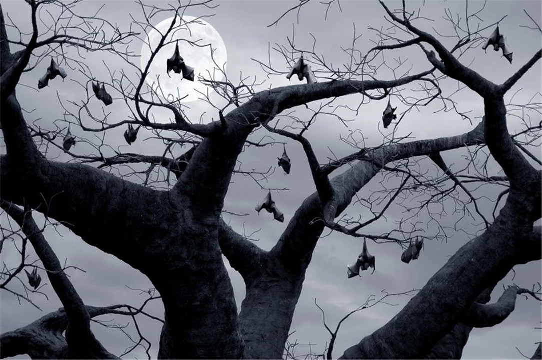  “毒王”蝙蝠：地球上唯一会飞的哺乳动物，为何喜欢倒挂着睡觉？