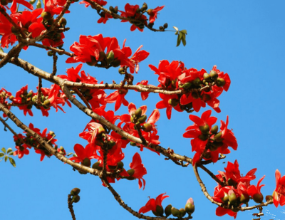 麦田漫游指南 攀枝花是花吗？