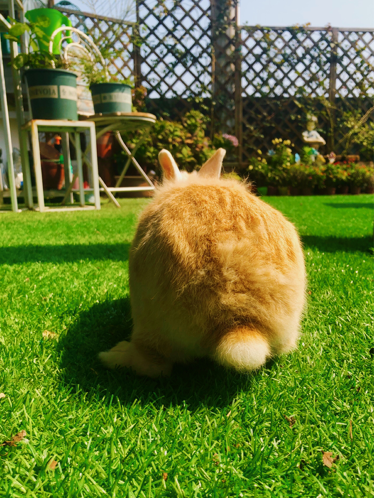 荒废多年的80㎡楼顶露台,DIY改造花园,从无到有满满的成就感了