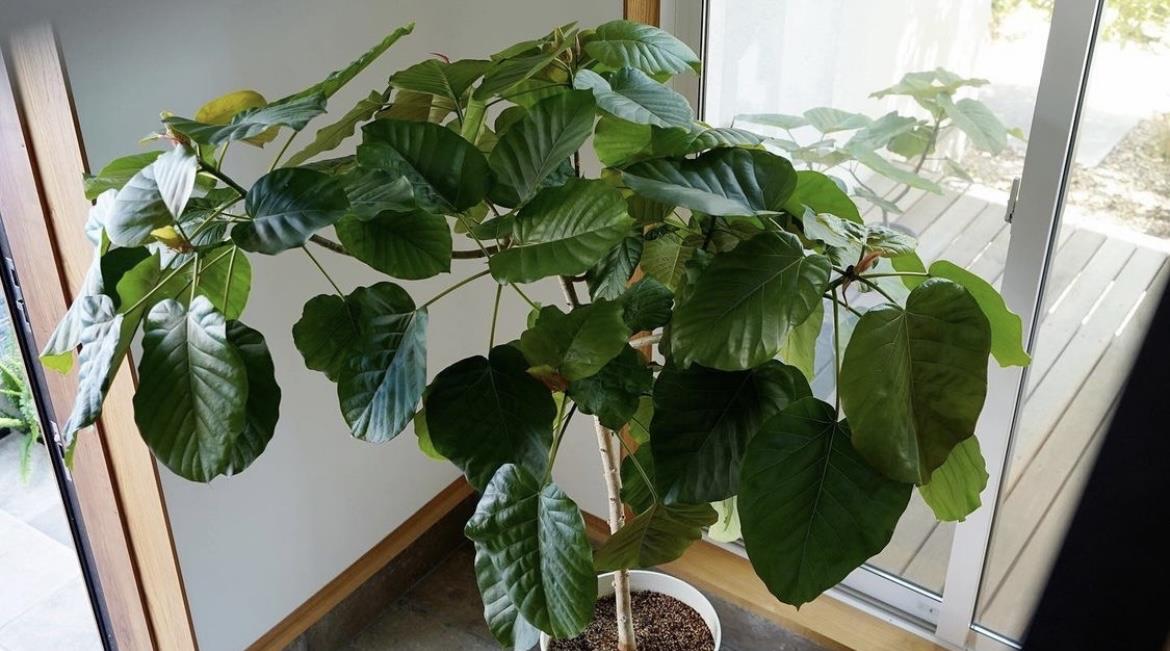 看完这位日本太太的家,我彻底服气了!全屋处处有条不紊,无敌!