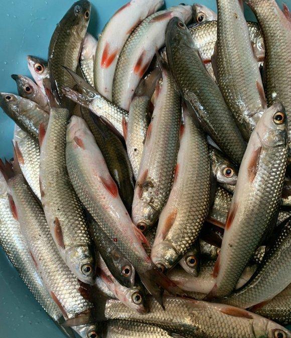 农业农村部|江西太冷了？红眼鲮入侵江西却被成群冻晕，钓鱼人：可以捞几十斤