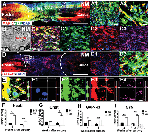  清华刘冬生/ASU颜颢/首都医大桂松柏：高渗透性 DNA 超分子水凝胶