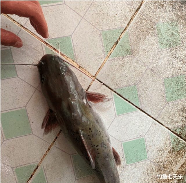 |广东钓鱼人钓获大量“斑点鱼”，能吃不？网友：坐牢鱼！快放了