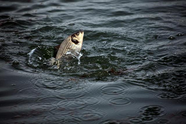 |夏季难钓午时鱼？选择这四个地方助你捅到鱼窝
