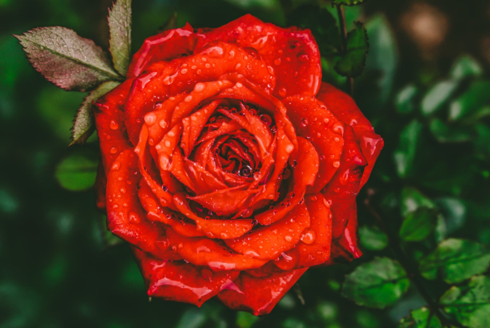 舜网 4月底,满眼深情,爱意难消,获桃花运,前任主动回归的生肖