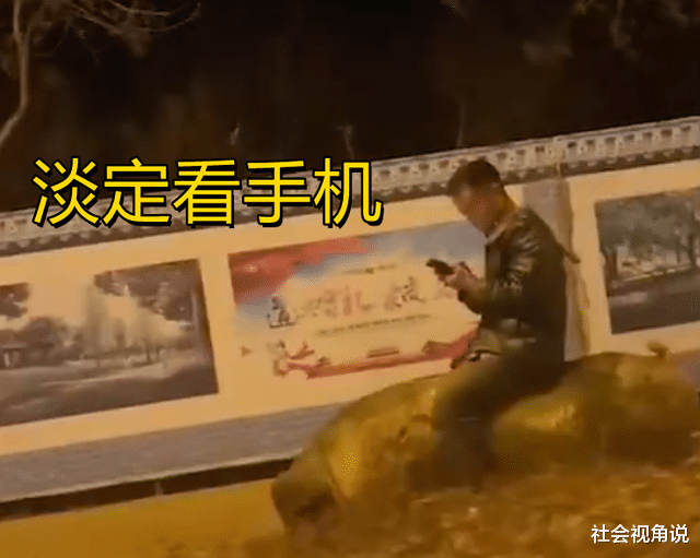 社会视角说 河北深夜街头，男子悠哉骑肥猪溜达，网友：四驱动力真拉风