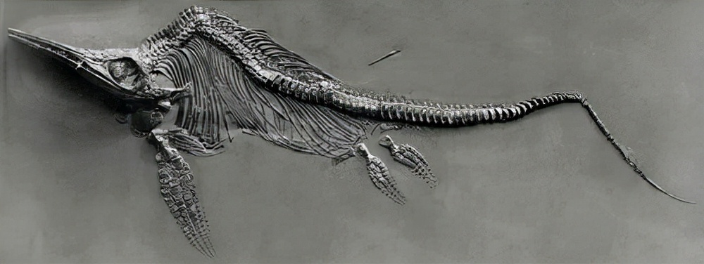 沧龙 沧龙：一只小崖蜥只用了数百万年，就逆袭为白垩纪末的海中梦魇