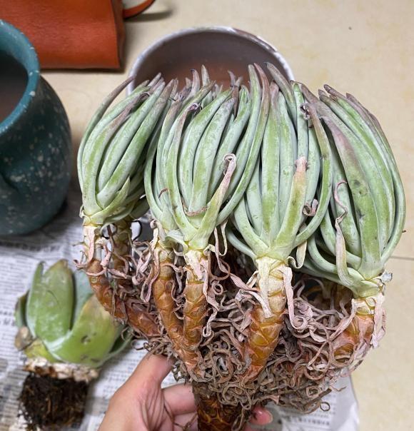 说说家装那点事儿|一分钱一分货，养花要养便宜货？买一堆，还不如买一棵！