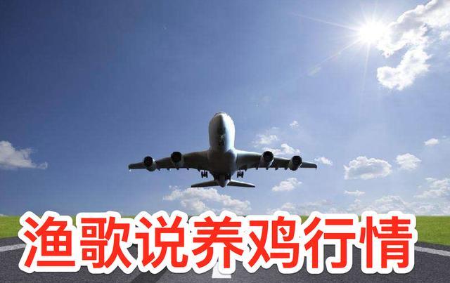 菠萝星球娱乐 大肉毛鸡没有持久力败下阵来，土鸡突破口在哪里？