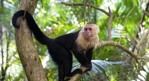 爱因斯坦 现代猿能进化成人类？科学家担忧，巴拿马猴类已进入“石器时代”
