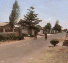 动物庄园|一觉睡醒发现自己是一线明星,你会先做什么?