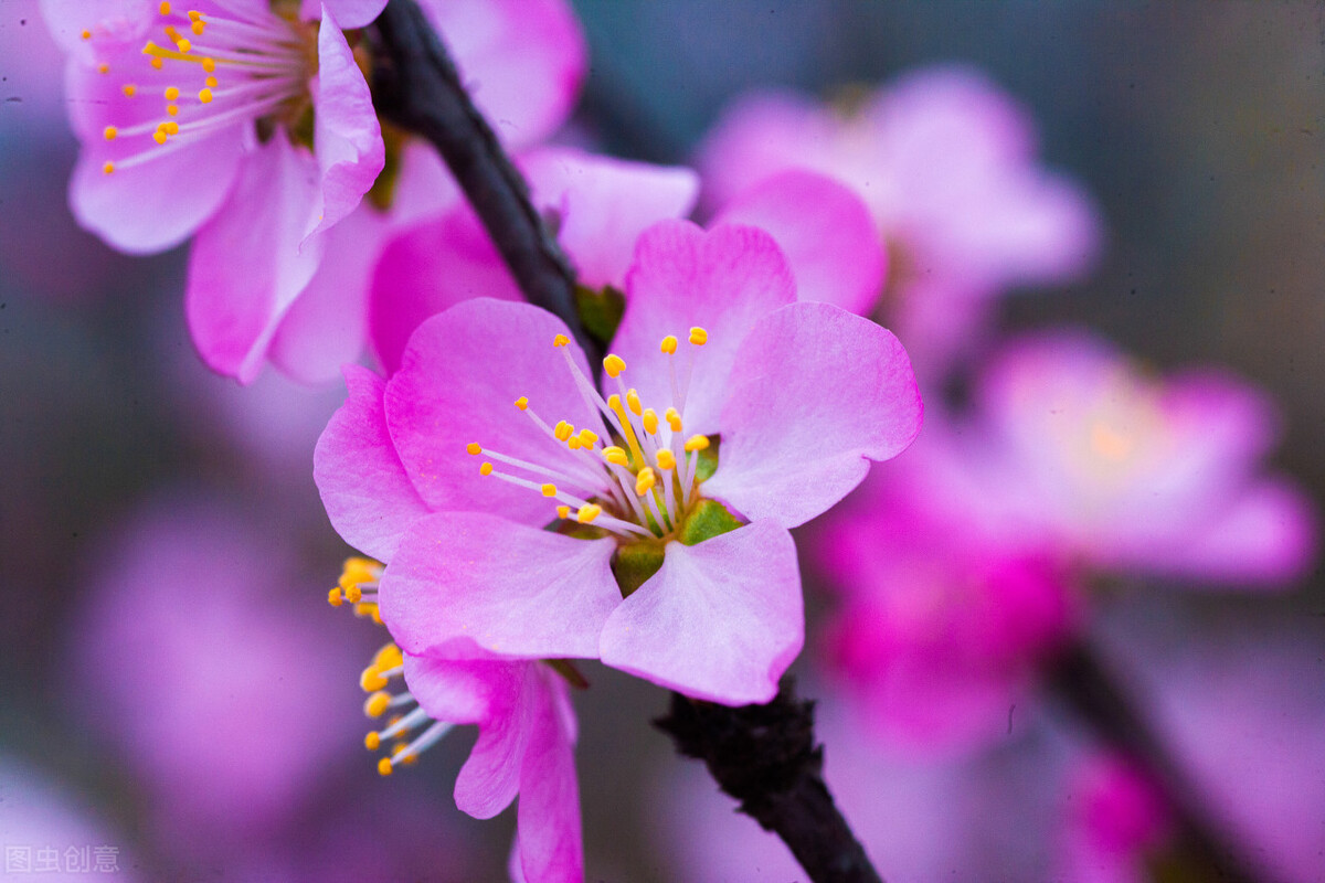 易理人生 十二生肖：牛年你的优势在哪里，精准发力，事业辉煌，收获理想