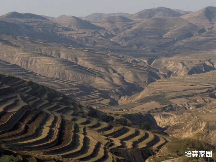 植树除了可以抵挡风沙,还有什么作用?