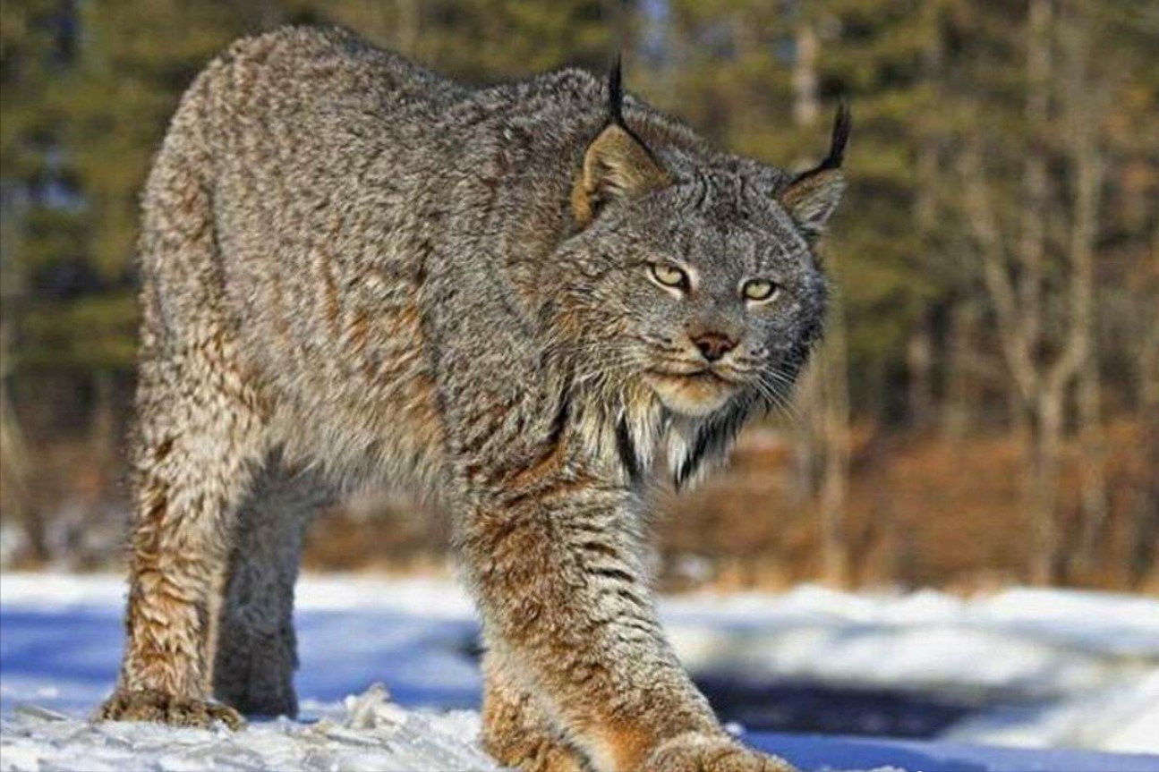 地球上最凶狠的6种野猫,狞猫能够一跃4米,猞猁竟敢单挑狼群?