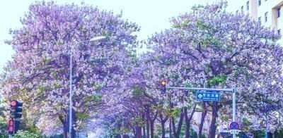 迷路小星星 北京这条公路花开之时,变身紫色画廊,5公里花香伴你左右