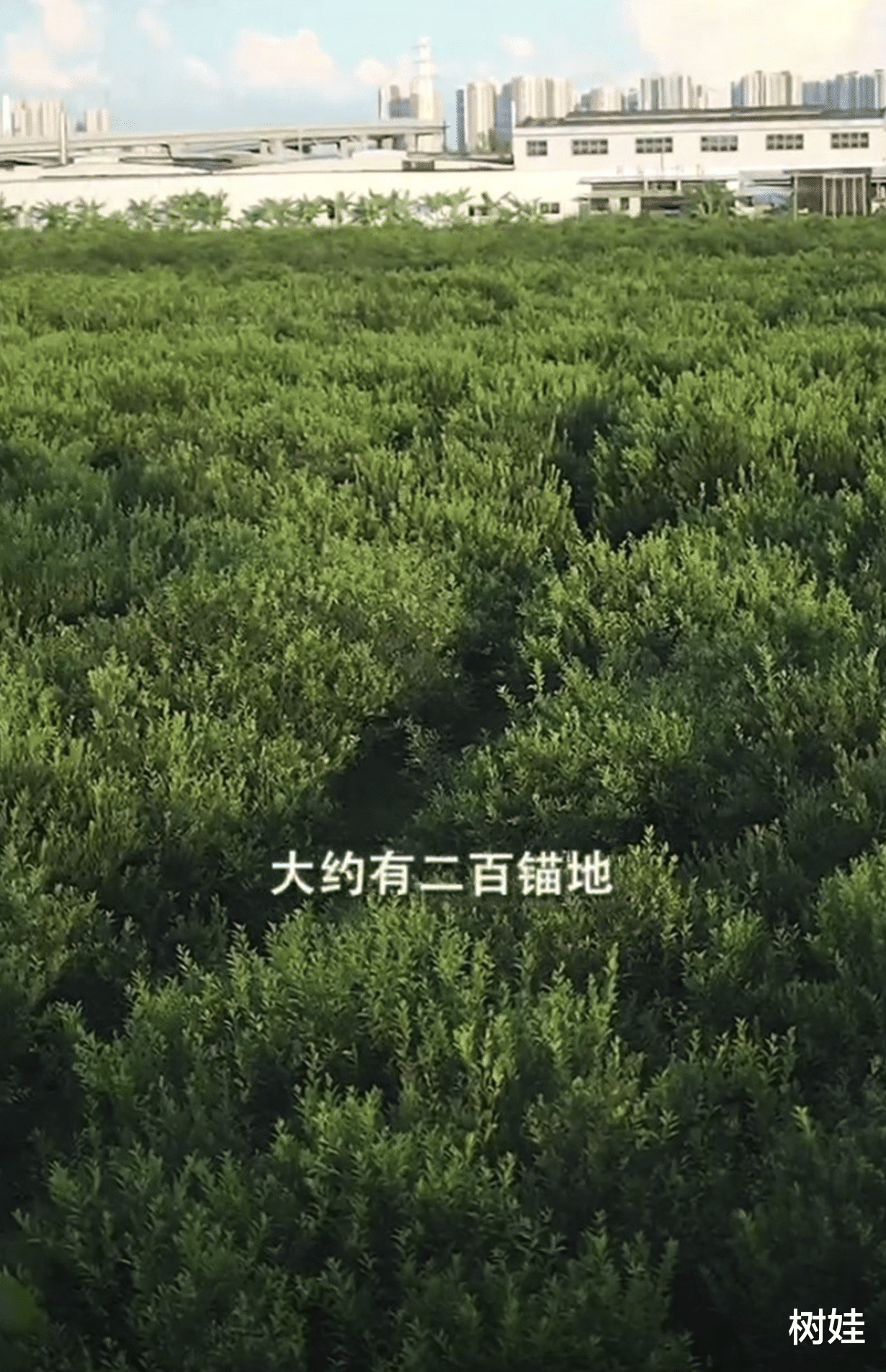 李嘉欣|TVB绿叶林敬刚移居内地开果园，自曝年产百万斤，已开店自产自销