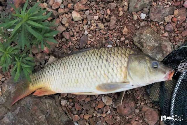 饵料|冬天野钓会碰到很多问题，这些问题也是钓鱼人最关心的问题