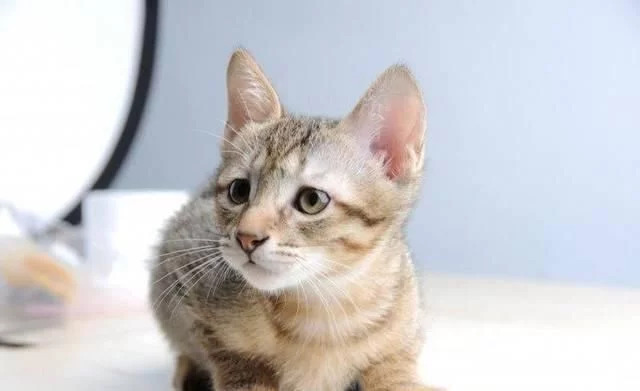 舜网 当一对情侣有了一只猫之后，那只猫就是女生最大的情敌！