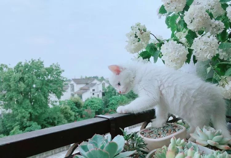 |3㎡的阳台能干嘛？这个宿舍小阳台花园或许会惊艳到你，看看吧！