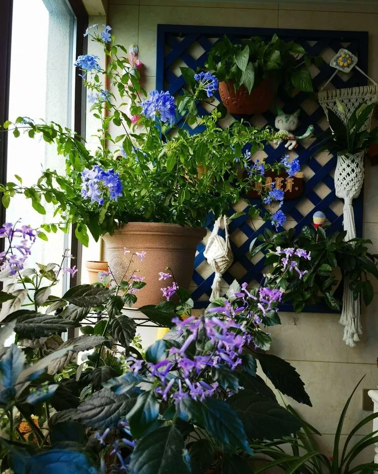 6㎡封闭阳台造花园，1寸空间也不浪费，不出门也能看风景