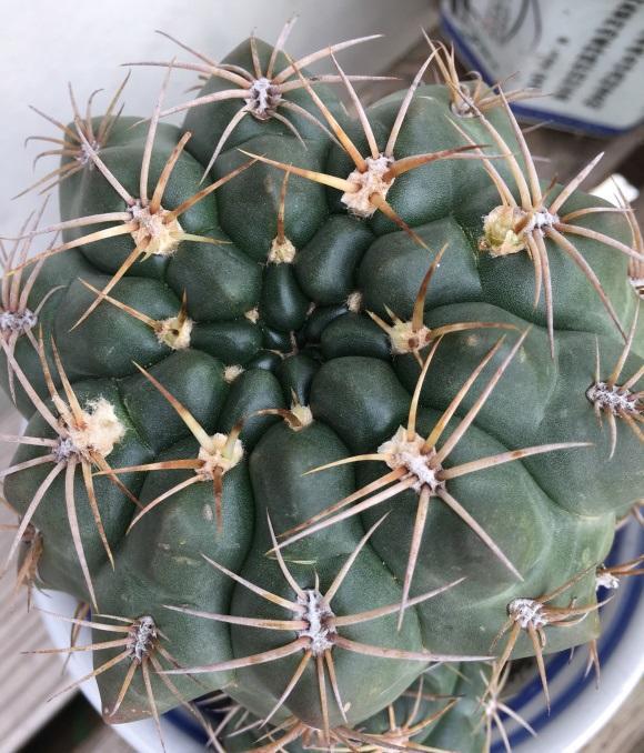 向阳园艺|超好养的绯花玉，每年夏天都能开花，2个月浇一次水，懒人植物
