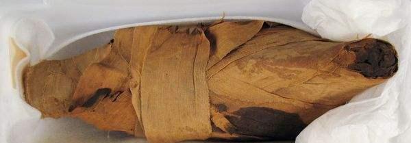 奶球妈咪聊|古埃及有种鸟被大量制成木乃伊，它因三个本领，没成为濒危物种