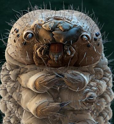 水熊 水熊虫：生命力最顽强的动物，或许只有太阳停止燃烧它们才会灭绝