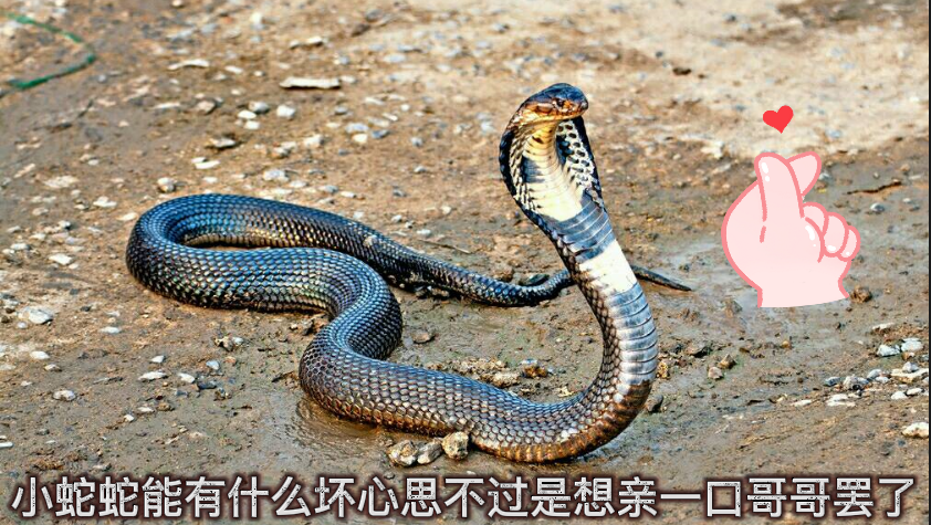 眼镜蛇|没发明眼镜之前眼镜蛇叫什么