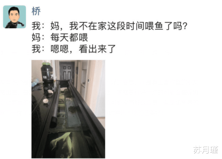 苏月瑾 “妈，我不在家这段时间喂鱼了吗？”哈哈哈