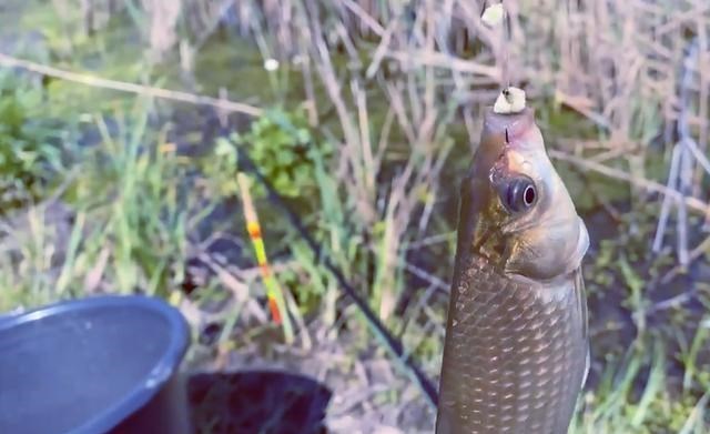 |中国钓鱼人火了，娶乌克兰美女钓乌克兰鱼，网友：真正的人生赢家