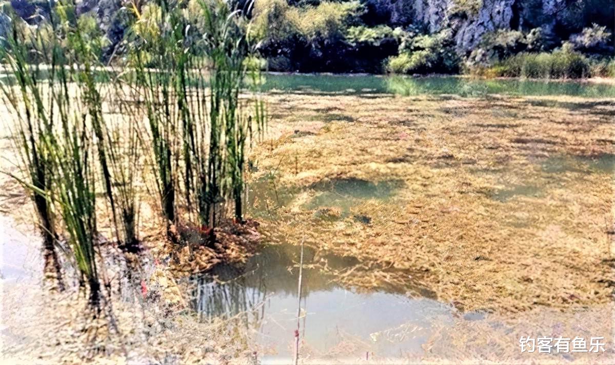 饵料|冬季怎样钓鲫鱼？用长竿短线钓草洞，上钩的大多是大鲫鱼