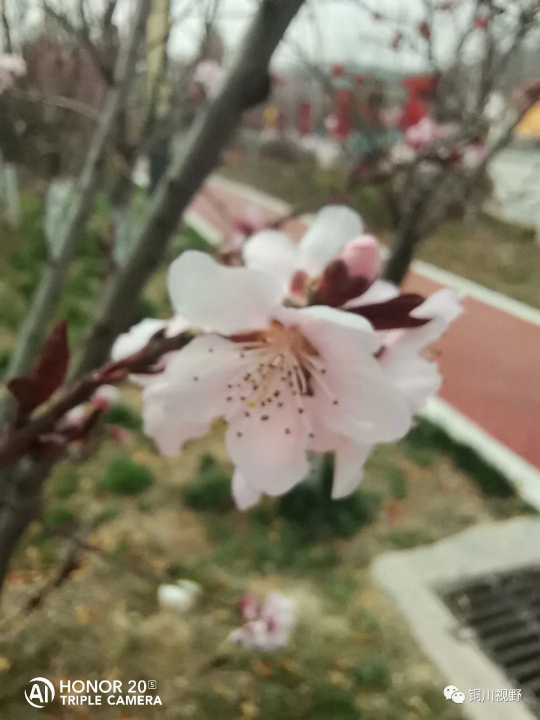 铜川周春辉 清明时节大美王家河的湿地公园