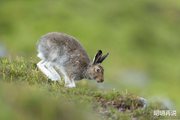 明明再说 105岁大师说了:再过几天,属兔人命宫得到【天解】【紫薇】照射