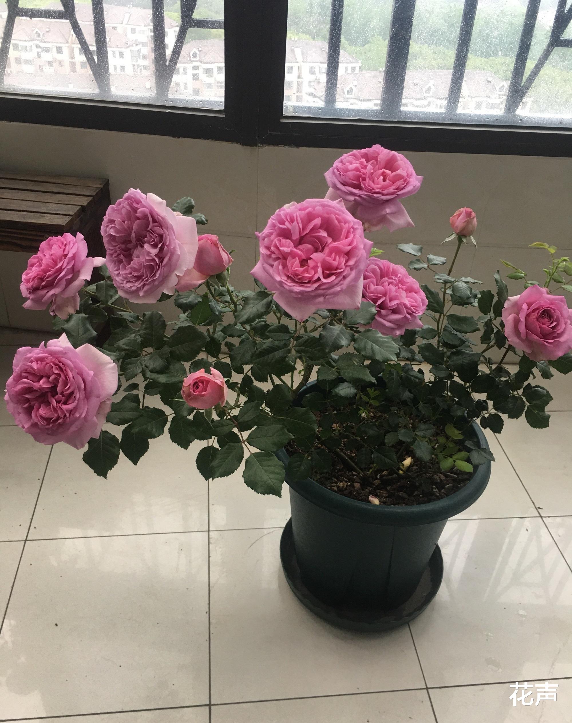花声 月季花“庞巴度”—集赏花、闻香于一身，四季勤开，阳台党也能养