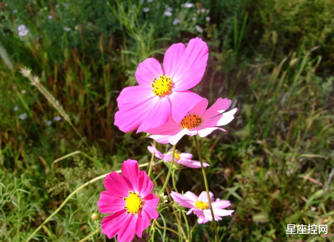 星座控网|农历几月生的人，大半辈子忙忙碌碌，但收获不小，人到中年不缺钱