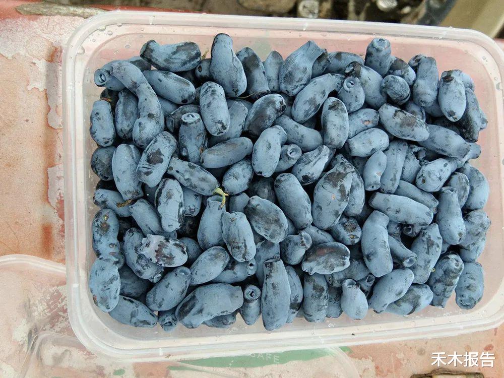 衰老|儿时常吃的零食,如今却成高端水果,农民:炒作的,种了都卖不动