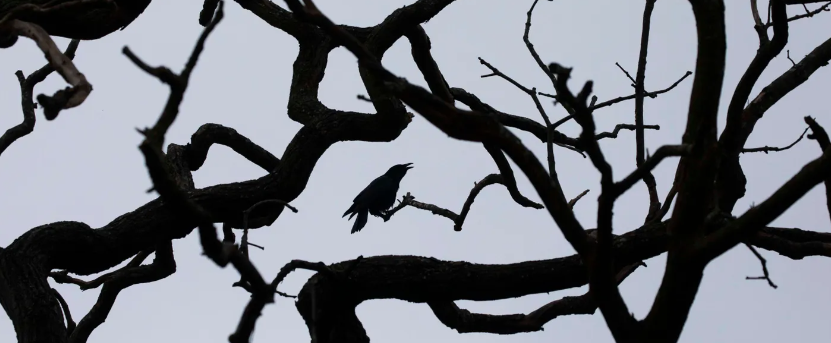 野生动物 死灵生物，正在帮助野生动物，尸体才是未来动物保护的关键点