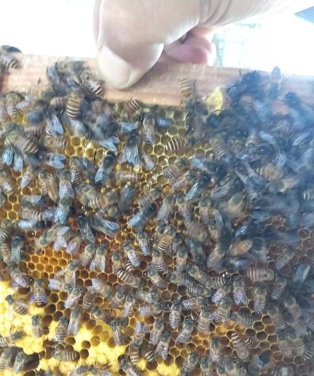 碱基 没有雄蜂能分蜂吗？