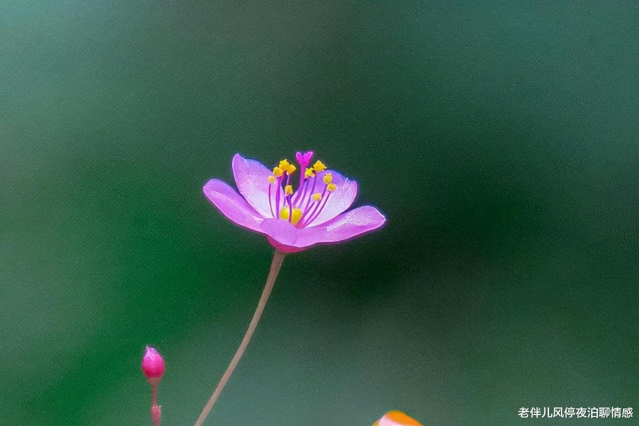 老伴儿风停夜泊聊情感|人到中年:认清真相、控制欲望,乃睿智之举