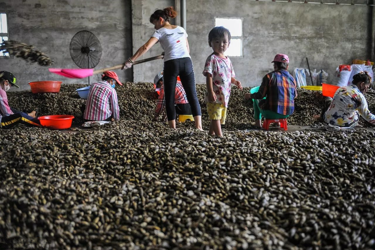 口腔癌|年销百亿的槟榔,是国际公认的“软性毒品”,6000万国人却戒不掉