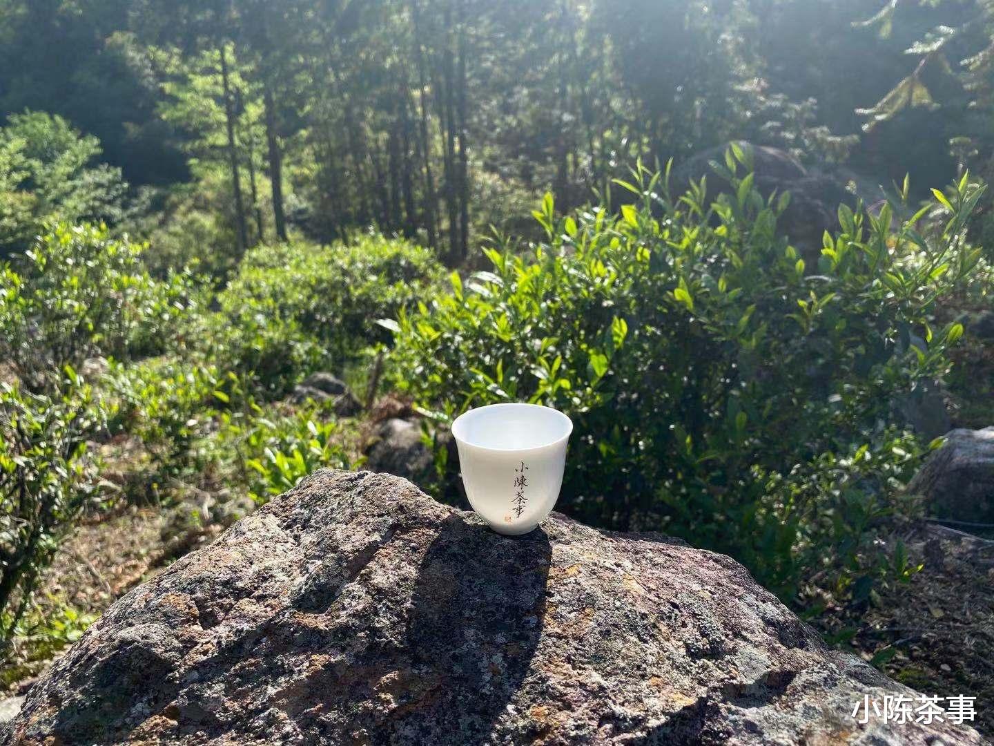 茶叶|老白茶值钱,老普洱值钱,同样存了6、7年的金骏眉能喝吗?